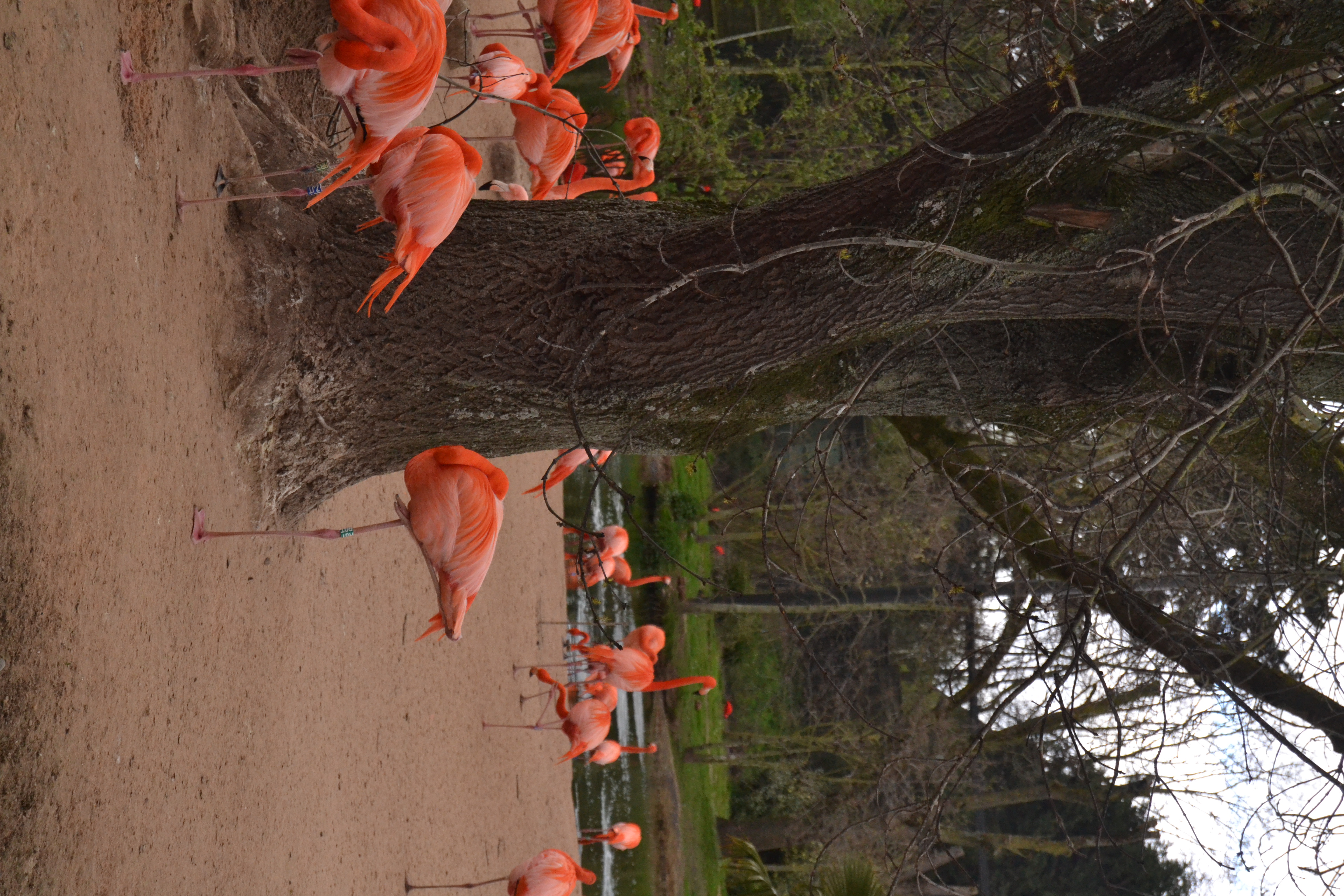 Flamingo Garden Scene before edit